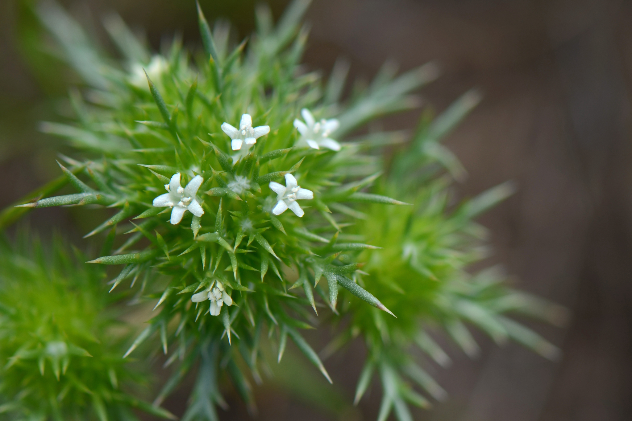 Navarretia leucocephala ssp. minima