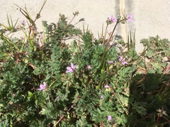Erodium cicutarium