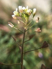 Capsella bursa-pastoris