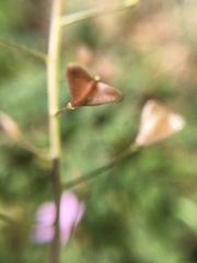 Capsella bursa-pastoris