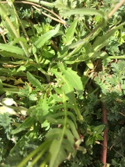 Capsella bursa-pastoris