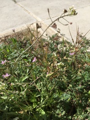 Capsella bursa-pastoris