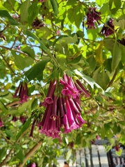 Iochroma