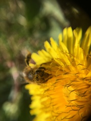 Apis mellifera
