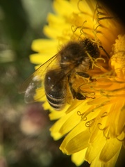 Apis mellifera