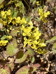 Epimedium × versicolor
