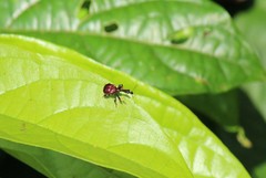 Apoderinae