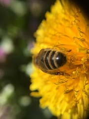 Apis mellifera