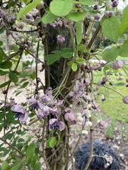 Akebia