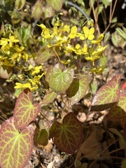 Epimedium × versicolor