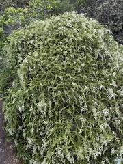 Adenostoma fasciculatum prostratum