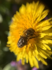 Apis mellifera
