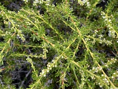 Adenostoma fasciculatum prostratum