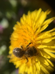 Apis mellifera
