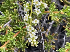 Adenostoma fasciculatum prostratum