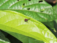 Apoderinae