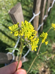 Isatis tinctoria