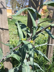 Isatis tinctoria
