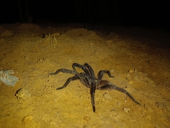 Proshapalopus multicuspidatus