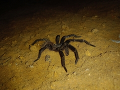 Proshapalopus multicuspidatus