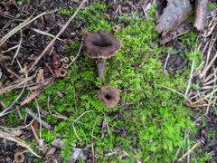 Craterellus caeruleofuscus