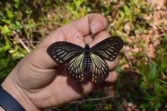 Papilio epycides
