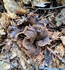Craterellus caeruleofuscus