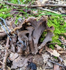 Craterellus caeruleofuscus