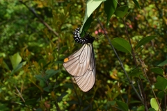 Papilio epycides