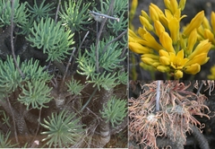 Tylecodon cacalioides