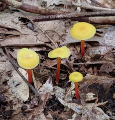 Hygrocybe parvula