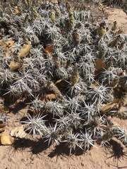 Grusonia clavata