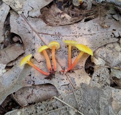 Hygrocybe parvula
