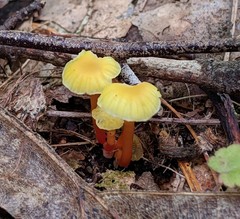 Hygrocybe parvula