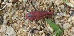 Lixus vilis