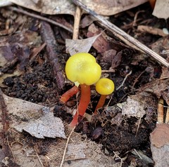 Hygrocybe parvula