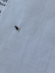 Anthocomus equestris