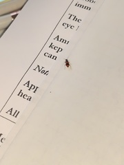 Anthocomus equestris