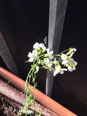 Arabidopsis arenosa