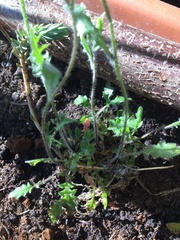 Arabidopsis arenosa