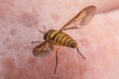 Dichelacera marginata