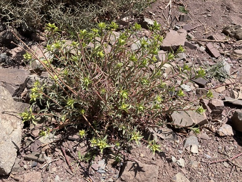 Euphorbia megalatlantica