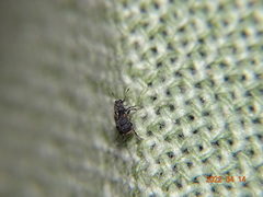 Dissoleucas niveirostris