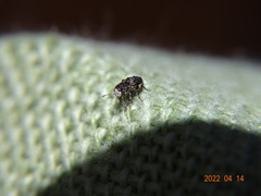 Dissoleucas niveirostris