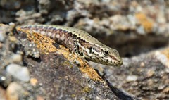 Podarcis muralis