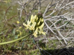 Astragalus hoodianus