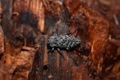 Dicerca crassicollis