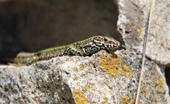 Podarcis muralis