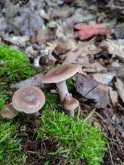 Lactarius imperceptus