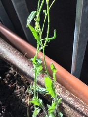 Arabidopsis arenosa